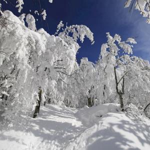bosco innevato del Gran Sasso D'Italia