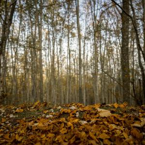 foliage del bosco e foglie rosse Gran Sasso d'Italia