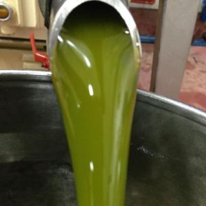 olio verde appena spremuto frantoio Fratelli Bucci Castel Castagna in Abruzzo