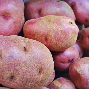 la patata turchesa tipica del territorio del Gran Sasso D'Italia in Abruzzo
