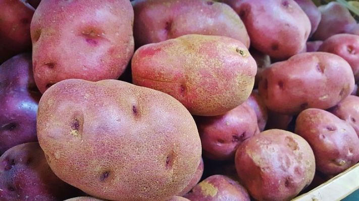 la patata turchesa prodotto tipico del Gran Sasso D'Italia in Abruzzo 1